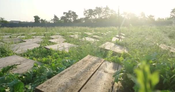 Salyangoz Çiftliği Yazın Bahçede Yeşil Bir Yaprakta Sürünen Salyangozlar — Stok video