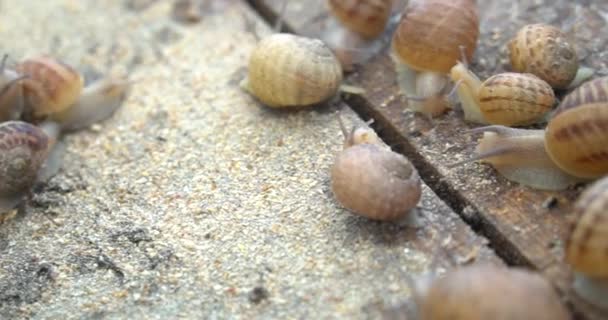 Snail Farm Snails Crawling Green Leaf Garden Summer — Stock Video