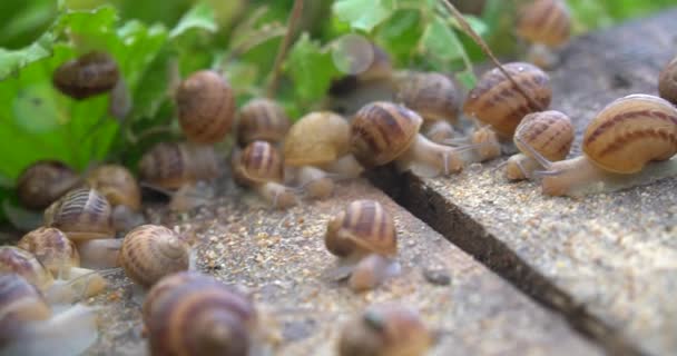 Snail Farm Snails Crawling Green Leaf Garden Summer — Stock Video
