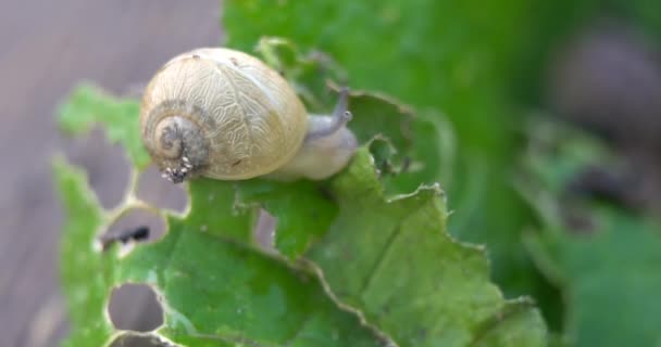 Une Ferme Escargots Escargots Rampant Sur Une Feuille Verte Dans — Video
