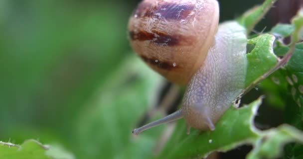 Une Ferme Escargots Escargots Rampant Sur Une Feuille Verte Dans — Video