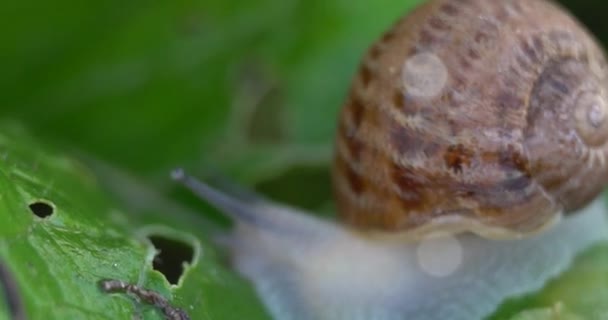 달팽이 여름에 정원에서 크롤링 달팽이 — 비디오