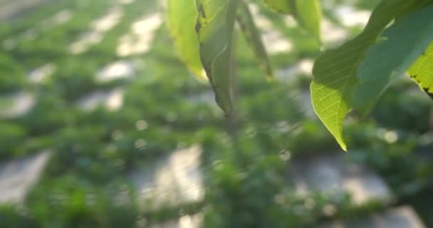 Равликова Ферма Равлики Повзають Зеленому Листі Саду Влітку — стокове відео
