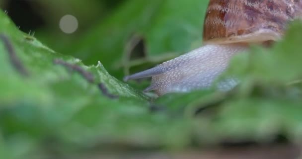 蜗牛农场 蜗牛在花园里的绿叶上爬行 — 图库视频影像