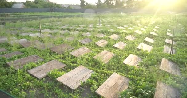 Φάρμα Σαλιγκαριών Σαλιγκάρια Σέρνονται Ένα Πράσινο Φύλλο Στον Κήπο Καλοκαίρι — Αρχείο Βίντεο