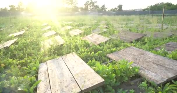 Farma Ślimaków Ślimaki Pełzające Zielonym Liściu Ogrodzie Latem — Wideo stockowe
