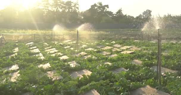 Fazenda Caracol Caracóis Rastejando Uma Folha Verde Jardim Verão — Vídeo de Stock