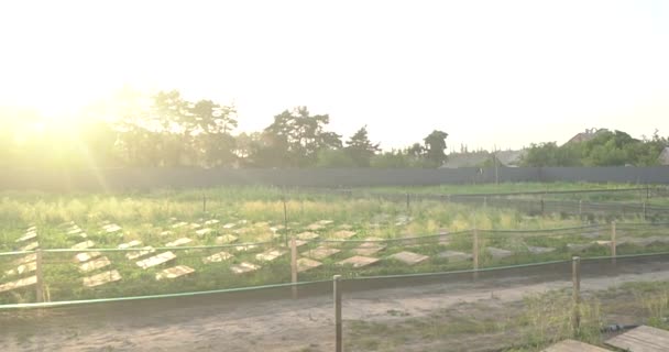 Coltivazione Lumache Lumache Che Strisciano Una Foglia Verde Giardino Estate — Video Stock