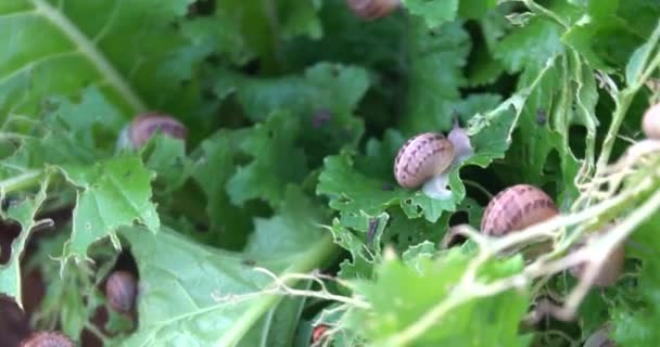 スナイスファーム 夏の庭の緑の葉の上をクロールスナイス — ストック動画