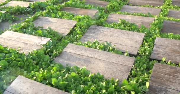 Granja Caracoles Caracoles Arrastrándose Sobre Una Hoja Verde Jardín Verano — Vídeo de stock