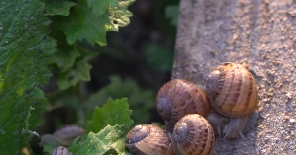 Granja Caracoles Caracol Arrastrándose Sobre Las Hojas Una Planta Jardín — Vídeo de stock