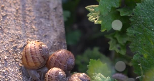 Granja Caracoles Caracol Arrastrándose Sobre Las Hojas Una Planta Jardín — Vídeo de stock