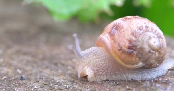 Ferme Escargots Escargot Rampant Sur Les Feuilles Une Plante Dans — Video