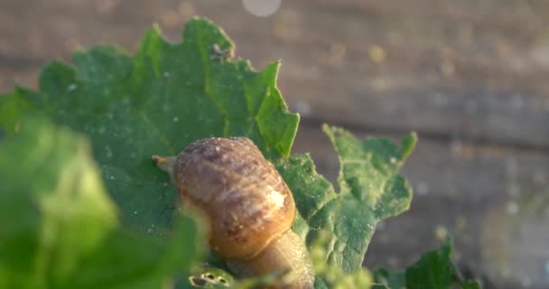 Snail Farm Snail Crawling Leaves Plant Garden — Stock Video