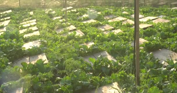 Granja Caracoles Caracol Arrastrándose Sobre Las Hojas Una Planta Jardín — Vídeos de Stock