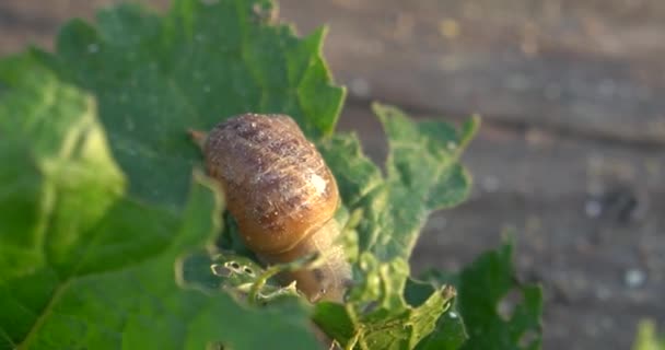 蜗牛养殖场 在花园里植物叶子上爬行的蜗牛 — 图库视频影像