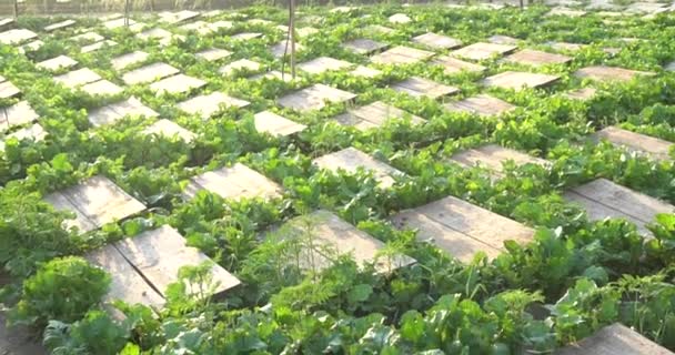 Salyangoz Çiftliği Bahçedeki Bir Bitkinin Yapraklarında Sürünen Salyangoz — Stok video