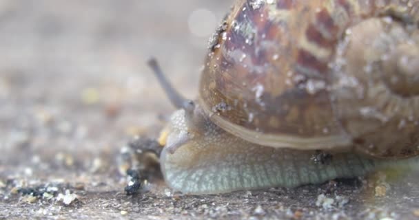 Snail Farm Snail Crawling Leaves Plant Garden — Stock Video