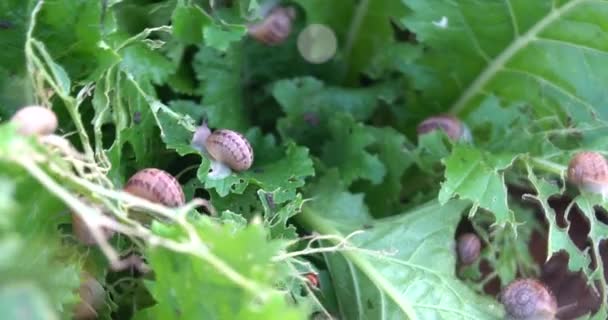 Farma Ślimaków Ślimak Czołgający Się Liściach Rośliny Ogrodzie — Wideo stockowe