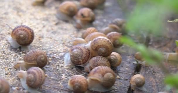 Snails Crawling Wooden Surface Shallow Depth Field Snail Farm — Stock Video
