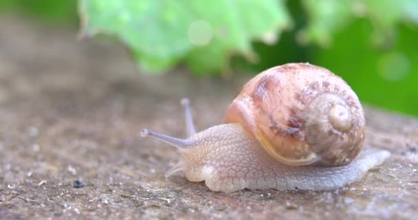 달팽이 정원에서 식물의 달팽이 크롤링 — 비디오