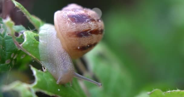 蜗牛在木头表面爬行 地面的浅水区 蜗牛养殖场 — 图库视频影像