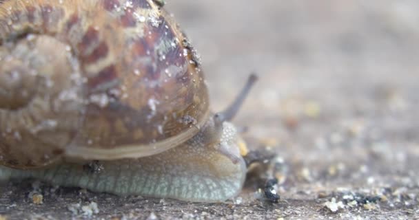 Escargots Rampant Sur Une Surface Bois Profondeur Champ Faible Ferme — Video