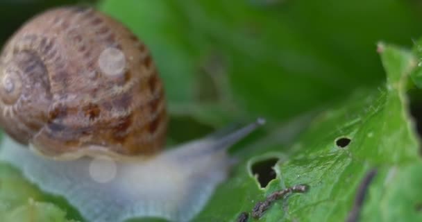 달팽이 정원에서 식물의 달팽이 크롤링 — 비디오