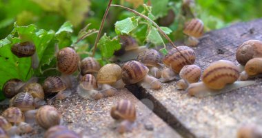 Salyangoz çiftliği. Yazın bahçede yeşil bir yaprakta sürünen salyangozlar.