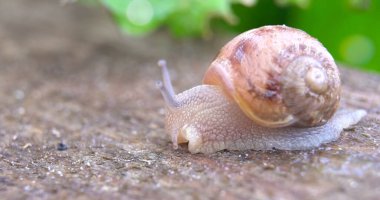 Bahçede yerde sürünen salyangoz, yakın çekim makrosu, bahçede yerde sürünen salyangozlar. Yüzeyin derinliği