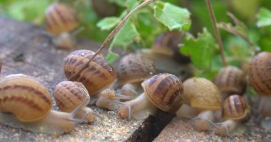 Bahçede yerde sürünen salyangoz, yakın çekim makrosu, bahçede yerde sürünen salyangozlar. Yüzeyin derinliği