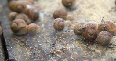 Salyangoz çiftliği. Yazın bahçede yeşil bir yaprakta sürünen salyangozlar.