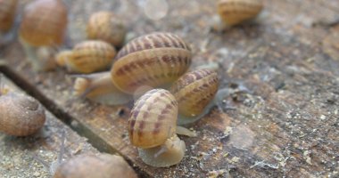 Salyangoz çiftliği. Yazın bahçede yeşil bir yaprakta sürünen salyangozlar.
