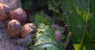 Salyangoz çiftliği. Bahçedeki bir bitkinin yapraklarında sürünen salyangoz..