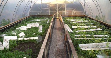 Salyangoz çiftliği. Bahçedeki bir bitkinin yapraklarında sürünen salyangoz..