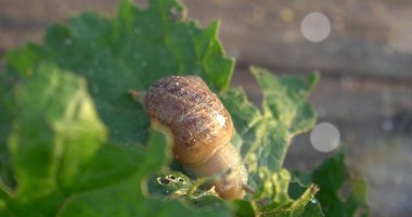 Salyangoz çiftliği. Bahçedeki bir bitkinin yapraklarında sürünen salyangoz..