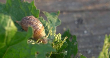 Salyangoz çiftliği. Bahçedeki bir bitkinin yapraklarında sürünen salyangoz..