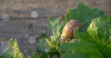 Tahta yüzeyde sürünen salyangozlar. Yüzeyin derinliği. Salyangoz çiftliği