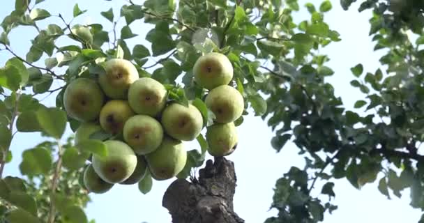 Elma Ağacının Dalında Gökyüzüne Karşı Elmalar — Stok video