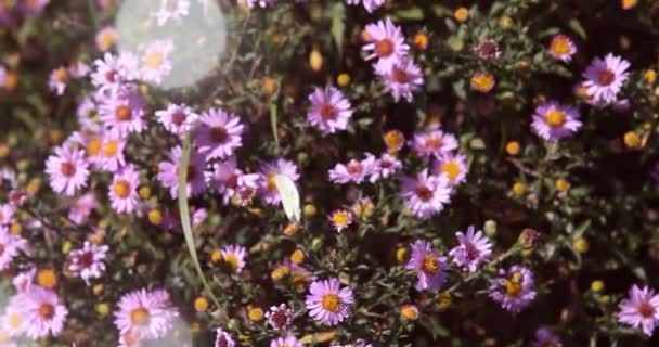 Fioletowe Kwiaty Astry Ogrodzie Skupienie Selektywne — Wideo stockowe