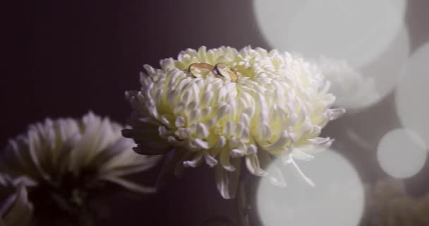 花瓣上的菊花和结婚戒指 — 图库视频影像