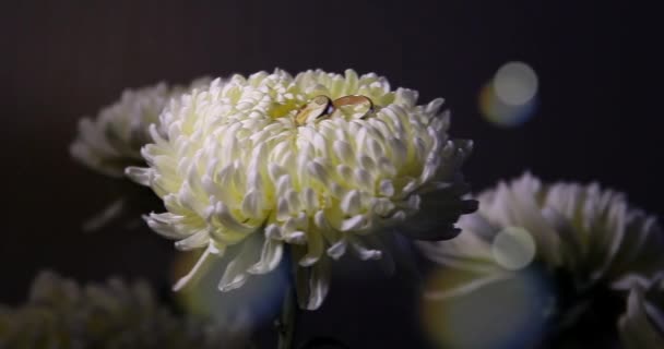 花瓣上的菊花和结婚戒指 — 图库视频影像