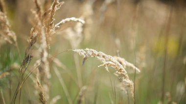 Sahada sazlığa yakın, alanın sığ derinliği