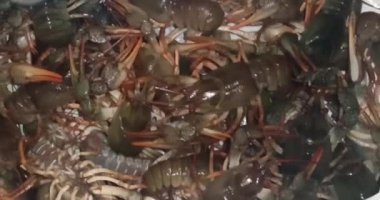  Geniş pençeli kerevit hareket ediyor