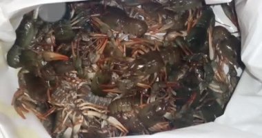  Geniş pençeli kerevit hareket ediyor