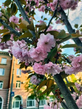 Mavi gökyüzüne karşı çiçek açan sakura dalları