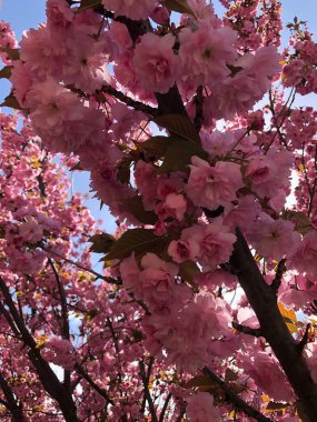 Mavi gökyüzüne karşı çiçek açan sakura dalları