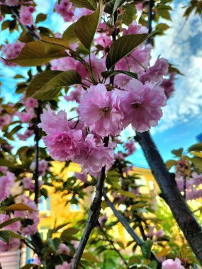 Mavi gökyüzüne karşı çiçek açan sakura dalları