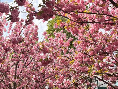 Mavi gökyüzüne karşı çiçek açan sakura dalları