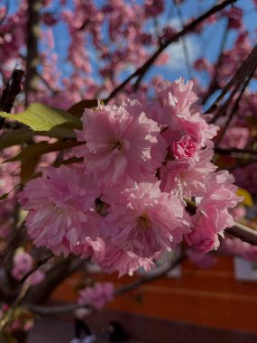 Mavi gökyüzüne karşı çiçek açan sakura dalları